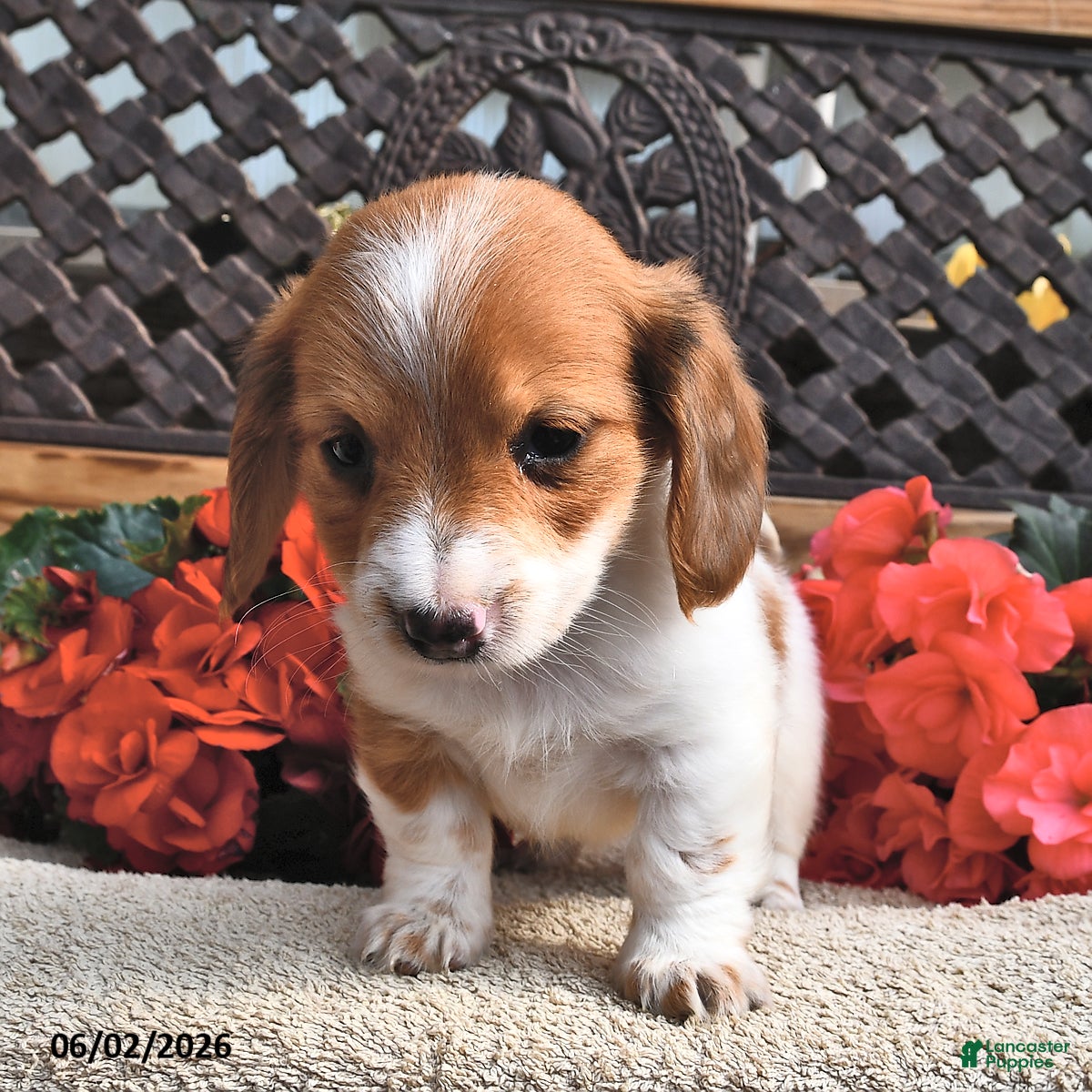 Miniature Dachshund dogs Bella   - Ad 2