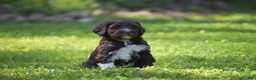 Portuguese Water Dog dogs for sale: Maggie - Ad 2