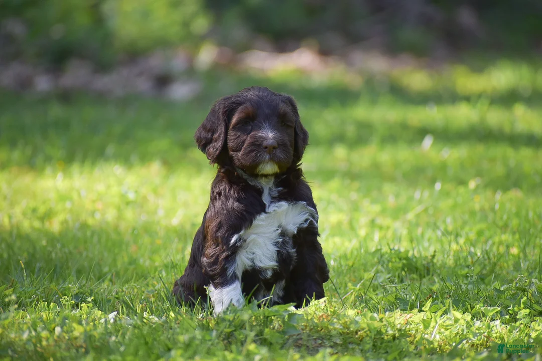 Portuguese Water Dog dogs for sale: Maggie - Ad 2