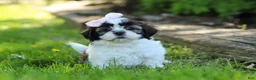 Shih Tzu dogs for sale: Arianna - Ad 4