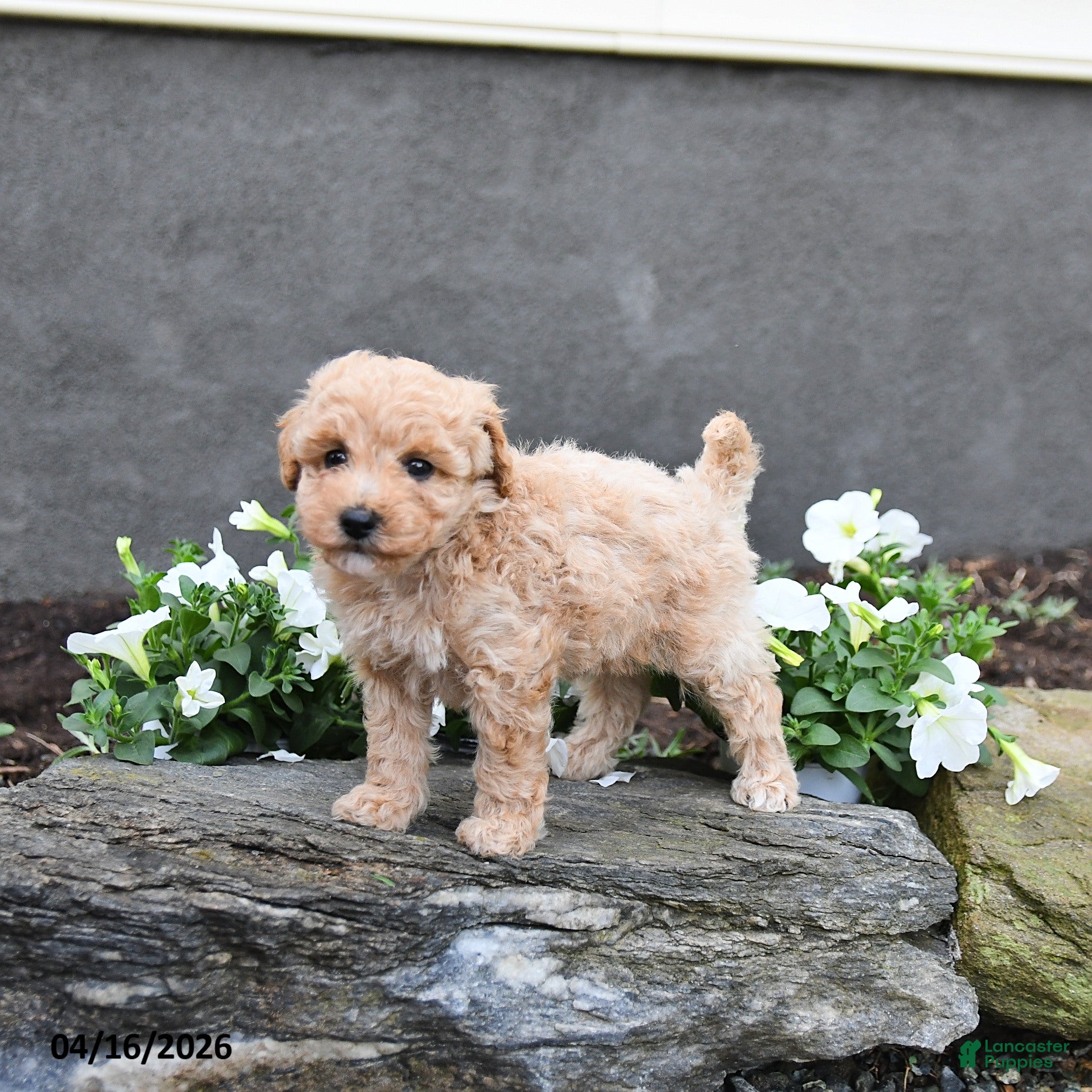 Cavapoo dogs Tarra  - Ad 1
