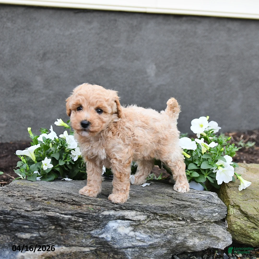 Cavapoo dogs for sale: Tarra  - Ad 1
