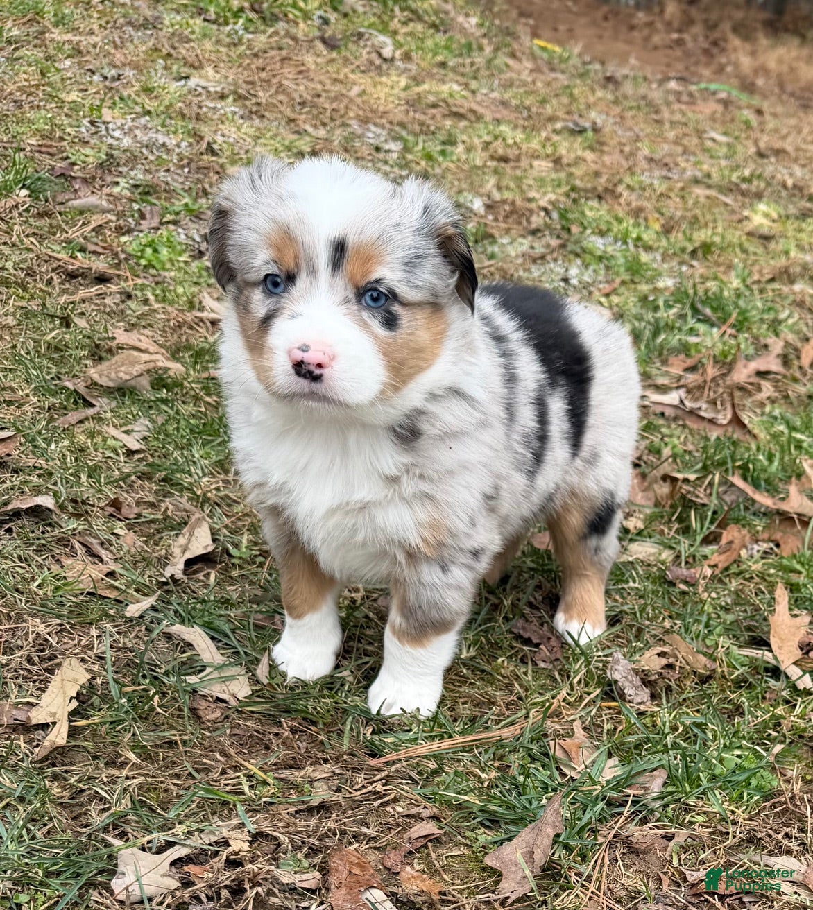 Australian Shepherd dogs Prince - Ad 1