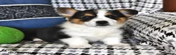 Welsh Corgi Pembroke dogs for sale: Theo - Ad 1