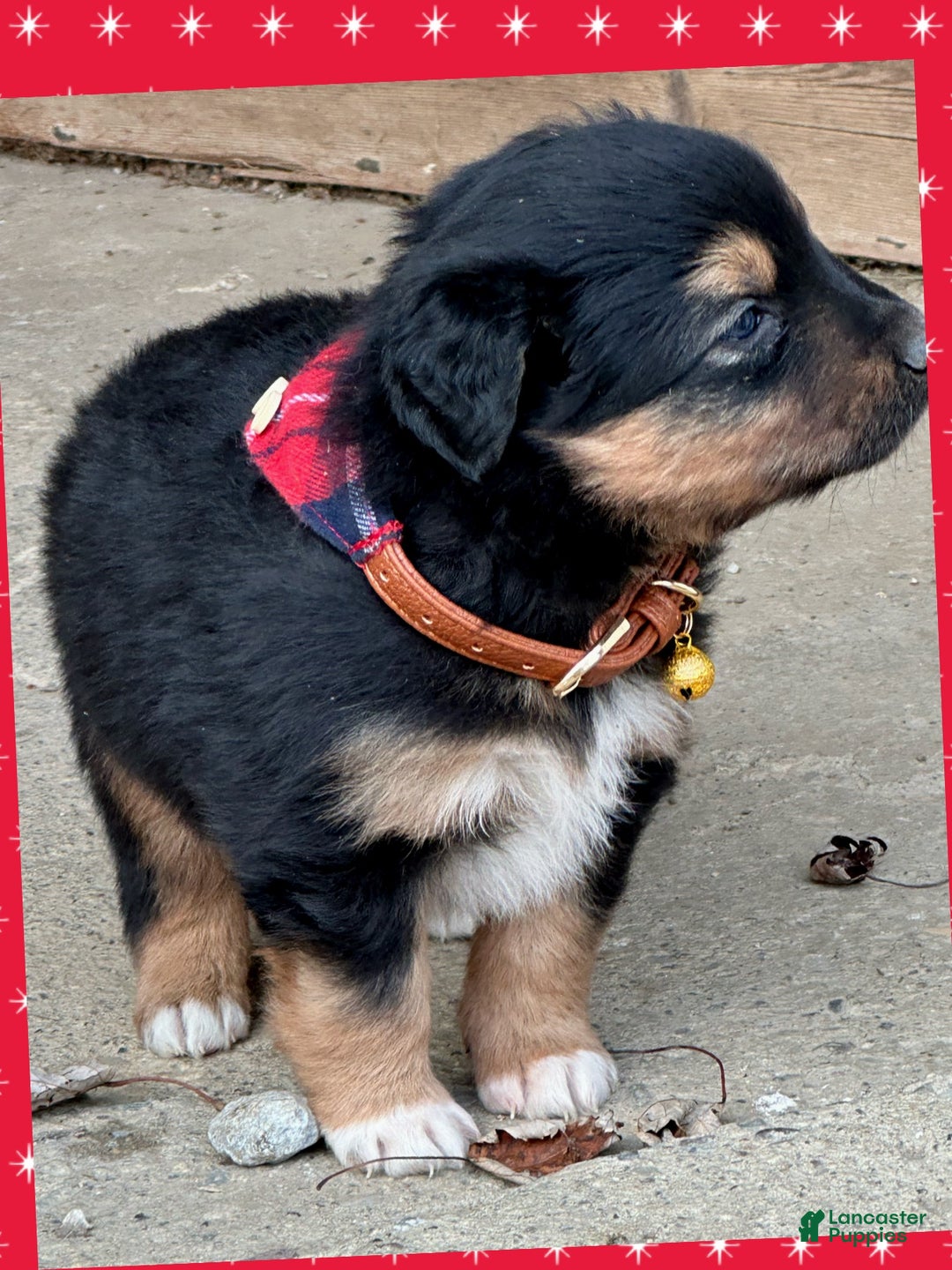Miniature Australian Shepherd dogs for sale: Mistletoe - Ad 4
