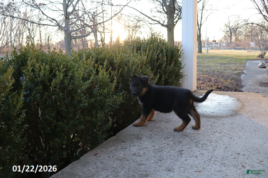 German Shepherd dogs Jade - Ad 19