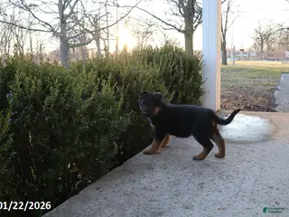 German Shepherd dogs Jade - Ad 41