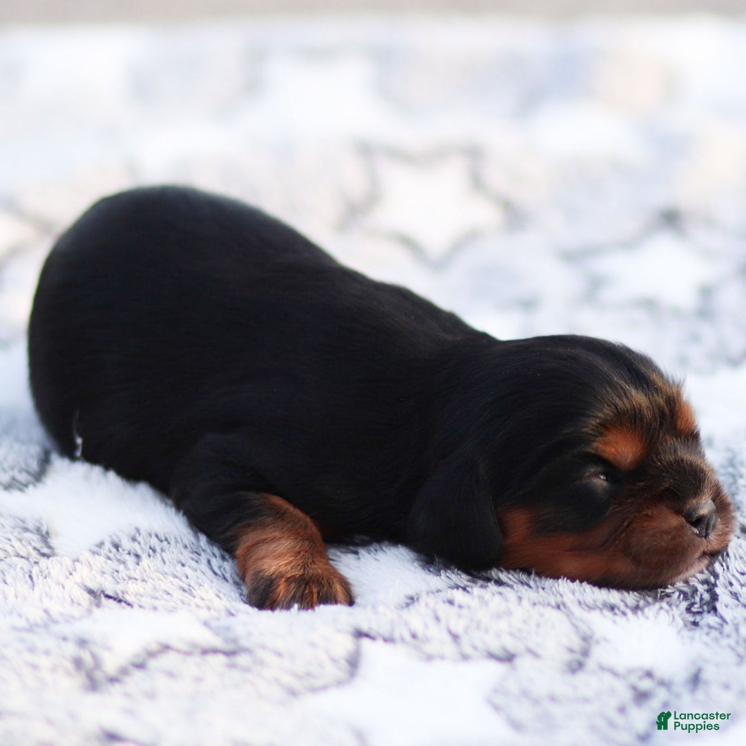 Cavalier King Charles Spaniel dogs for sale: Rhys - Ad 2