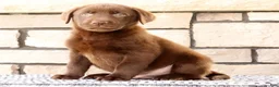 Labrador Retriever dogs for sale: Roger - Ad 2