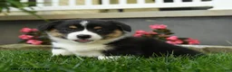 Welsh Corgi Pembroke dogs for sale: Maple   - Ad 1