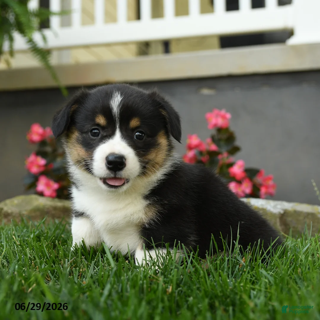 Welsh Corgi Pembroke dogs for sale: Maple   - Ad 1
