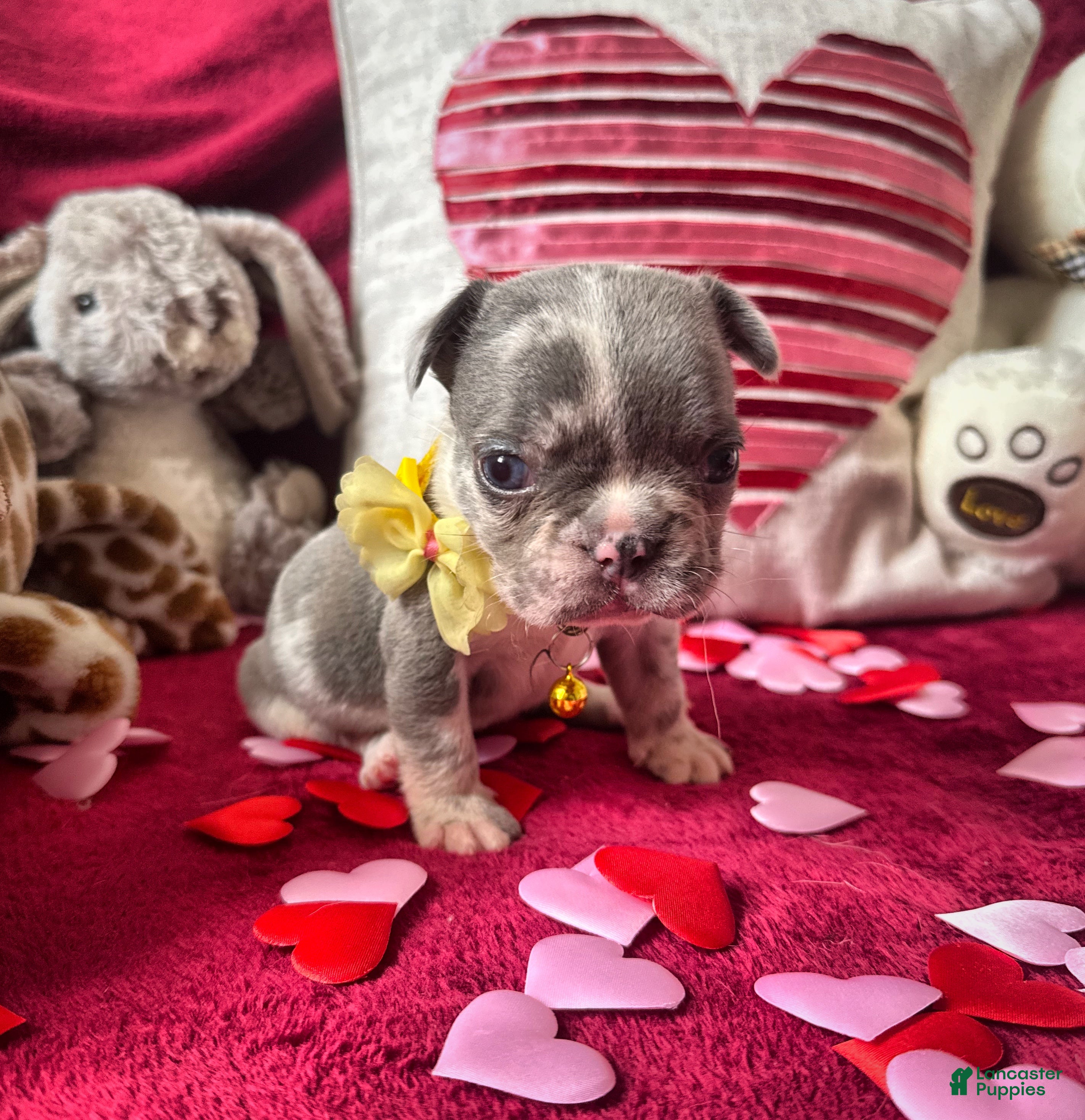 French Bulldog dogs French Bulldog Puppy 3 - Ad 1