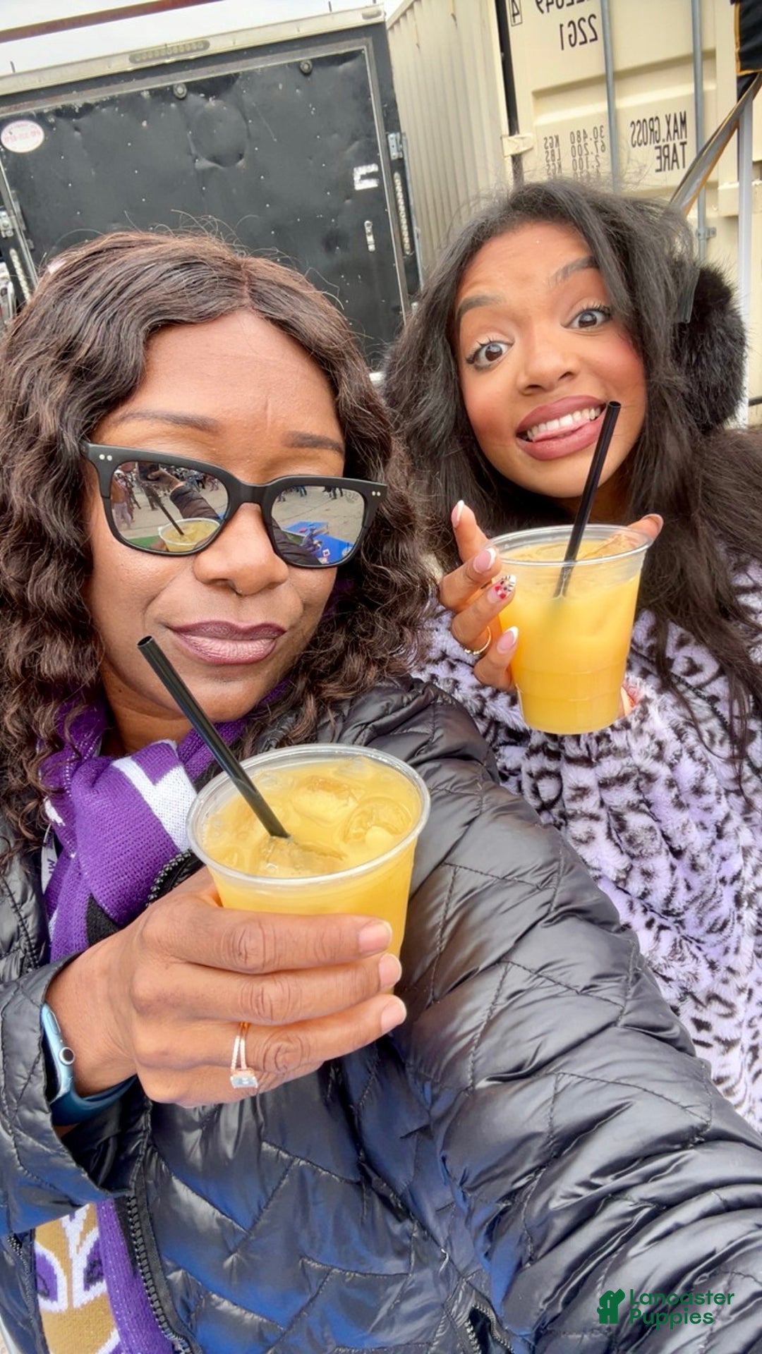 Shih Tzu dogs for sale: Lucy - Ad 9