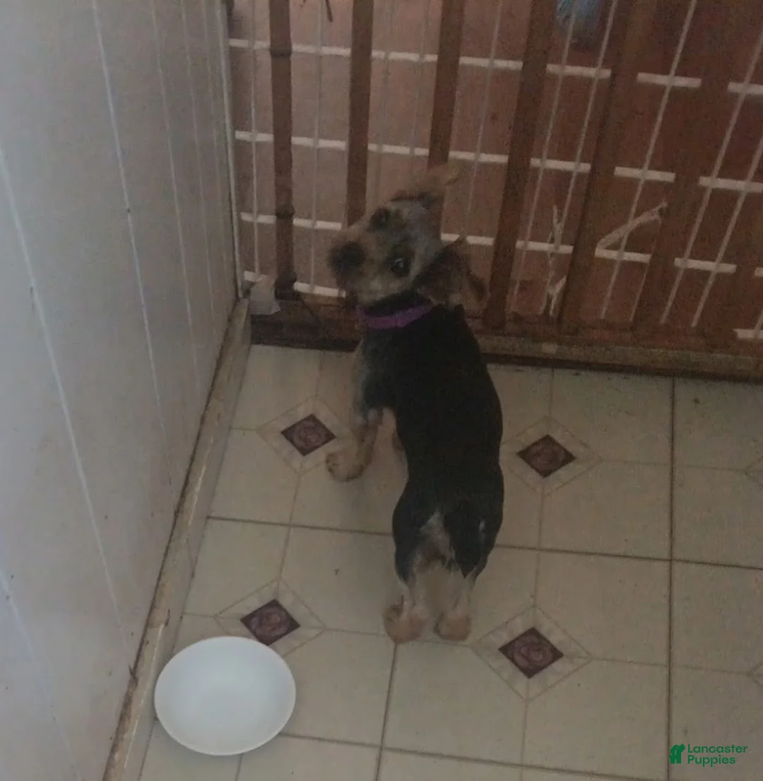 Yorkshire Terrier dogs for sale: Luna Yorkie - Ad 2