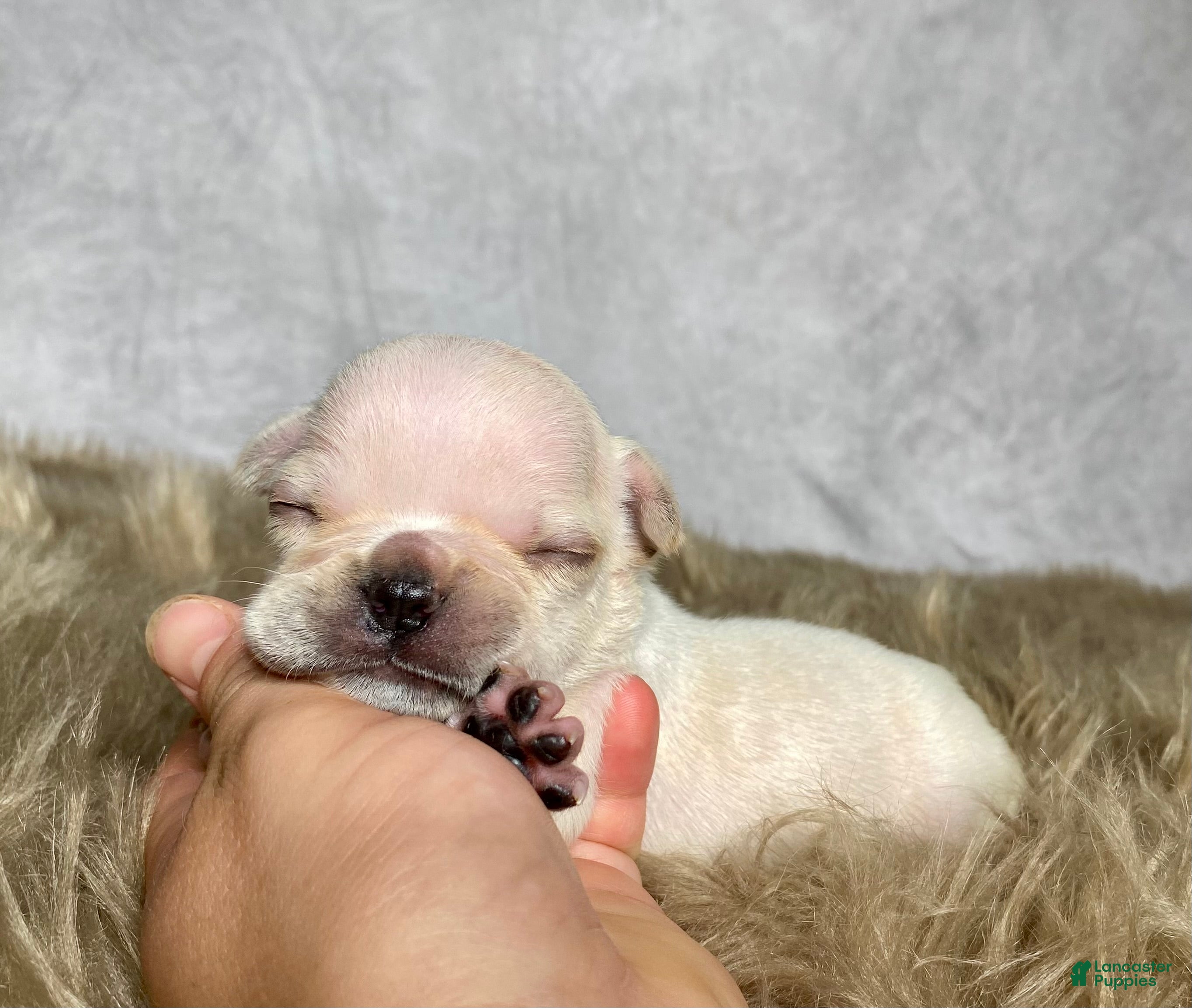 Frenchton dogs Mr. Max  - Ad 1