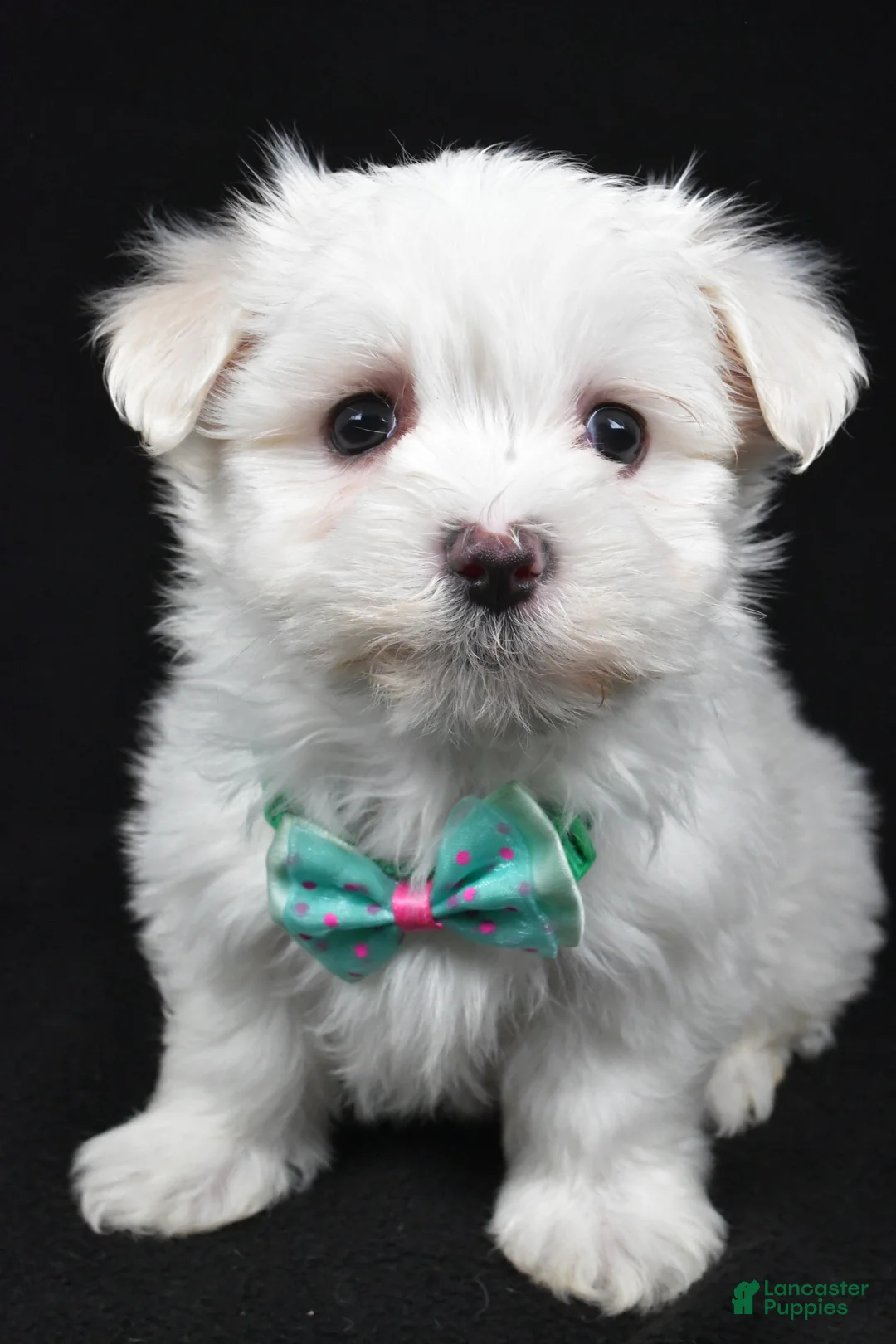 Maltese dogs for sale: Montgomery - Ad 6