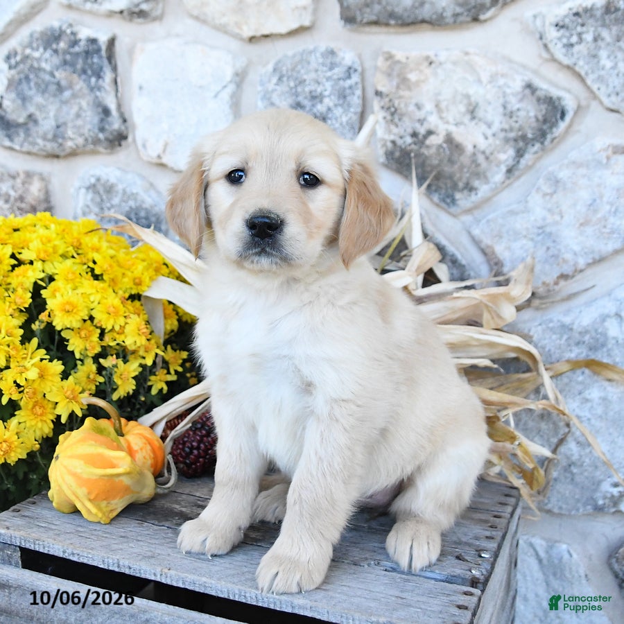 Golden Retriever dogs Darla - Ad 1