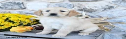 Golden Retriever dogs for sale: Darla - Ad 1