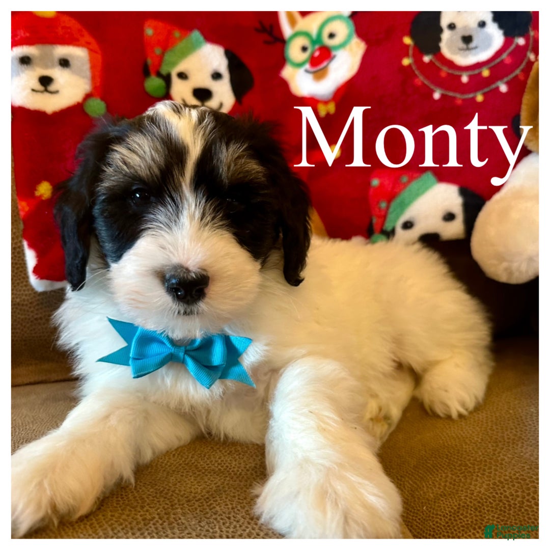 Mini Bernedoodle dogs for sale: Monty - Ad 2