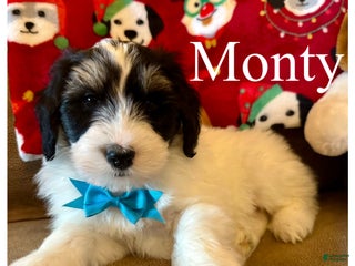 Mini Bernedoodle dogs Monty - Ad 22