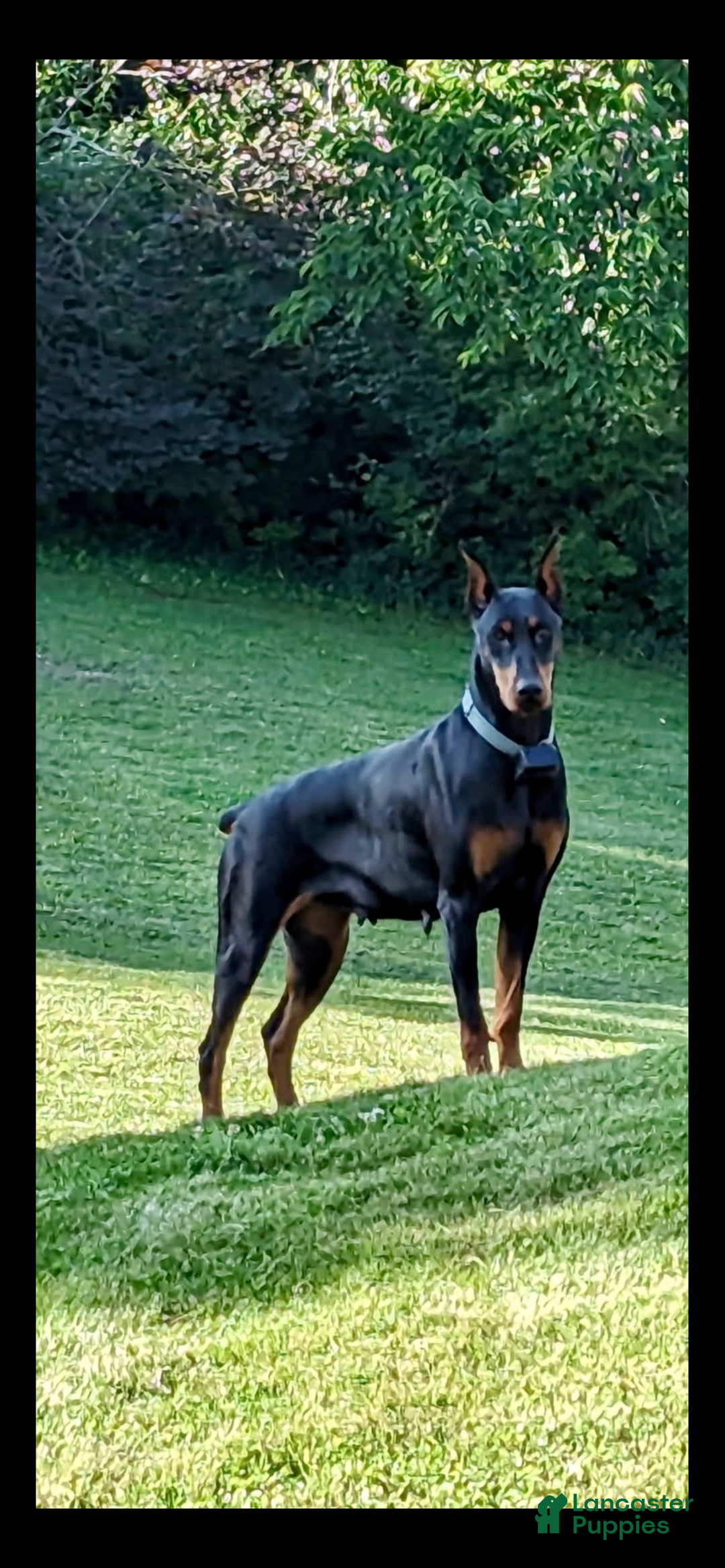 Doberman Pinscher dogs for sale: Doberman Pinscher Puppy 1 - Ad 2