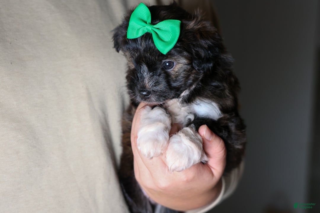 Mini Aussiedoodle dogs for sale: Gary - Ad 15