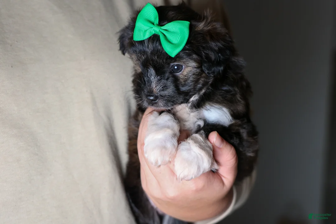 Mini Aussiedoodle dogs for sale: Gary - Ad 15