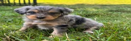 Mini Bernedoodle dogs for sale: Primrose - Ad 3