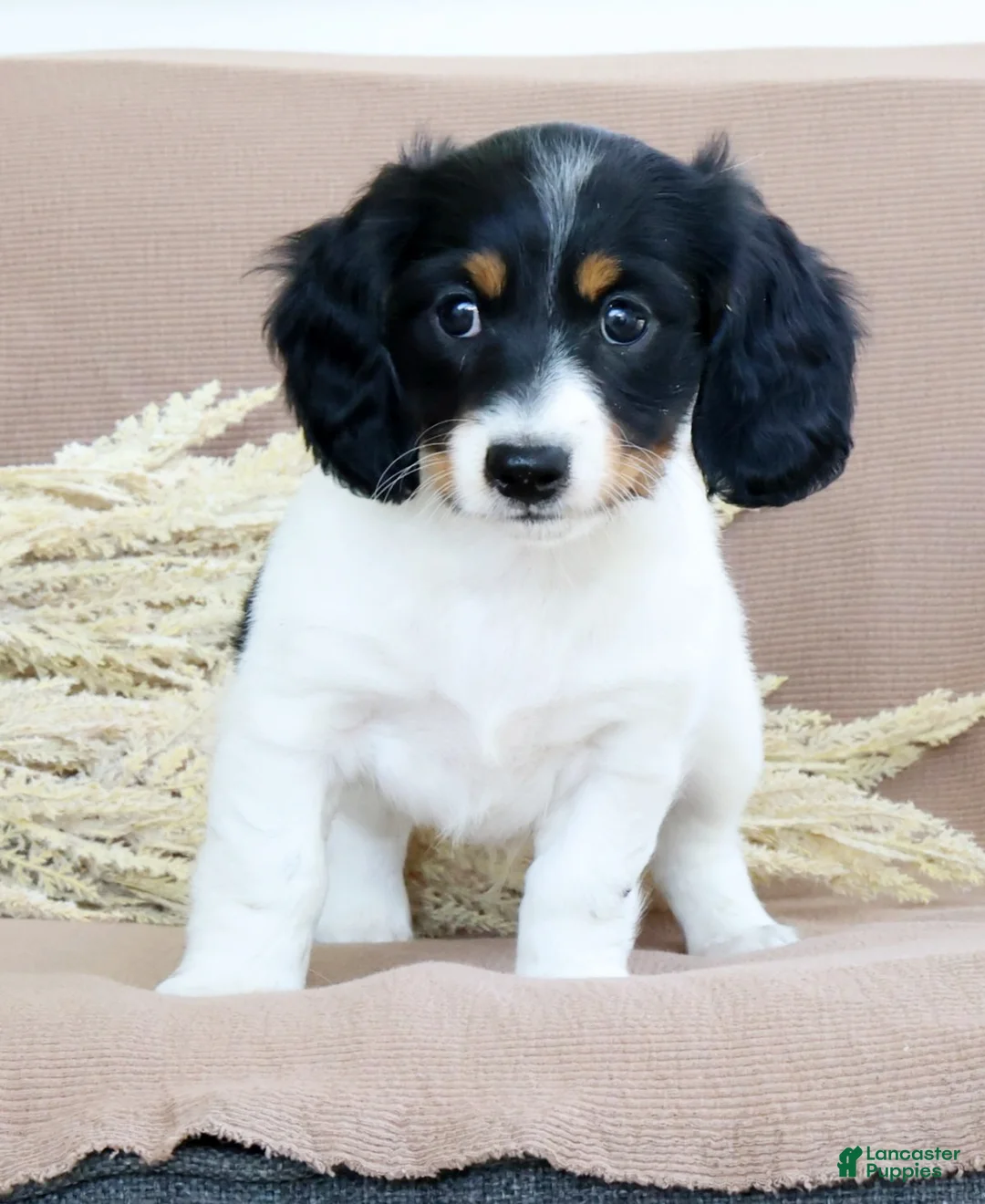 Miniature Dachshund dogs for sale: Lightning - Ad 2