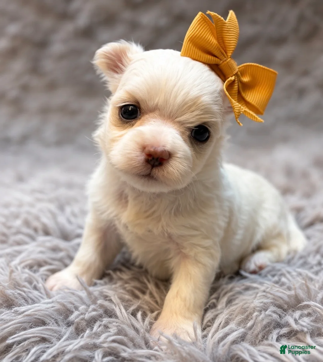 Maltese dogs for sale: Jasmine  - Ad 1