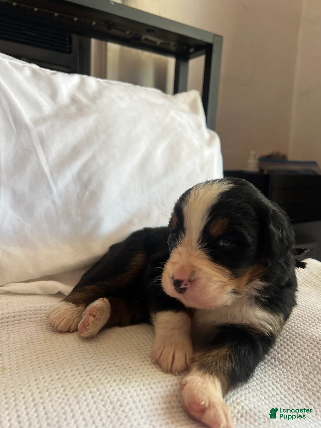 Bernese Mountain Dog dogs for sale: Black Male - Ad 2