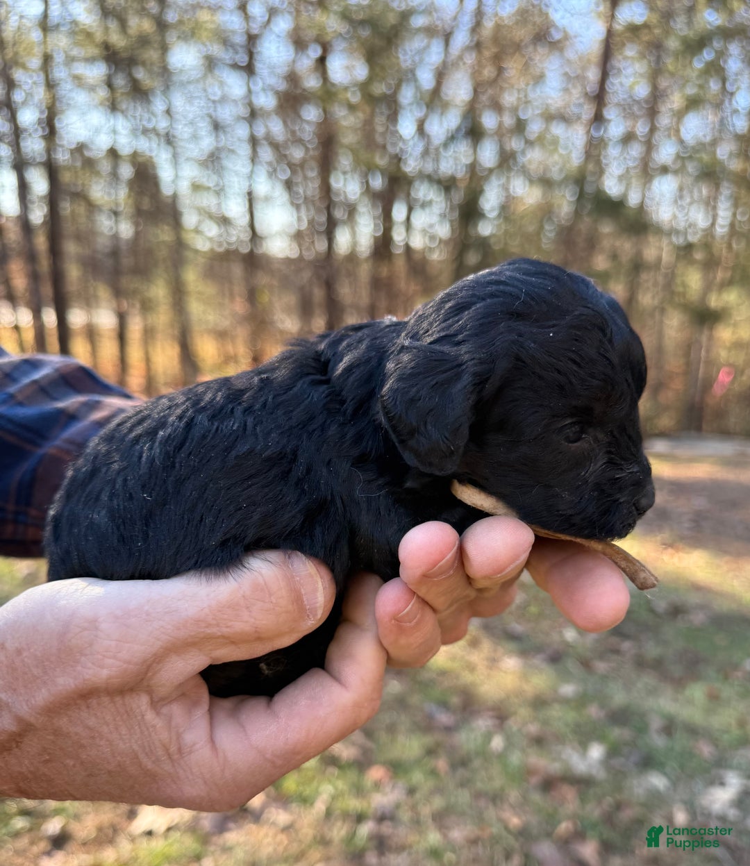 Goldendoodle dogs for sale: Goldendoodle Puppy 2 - Ad 13