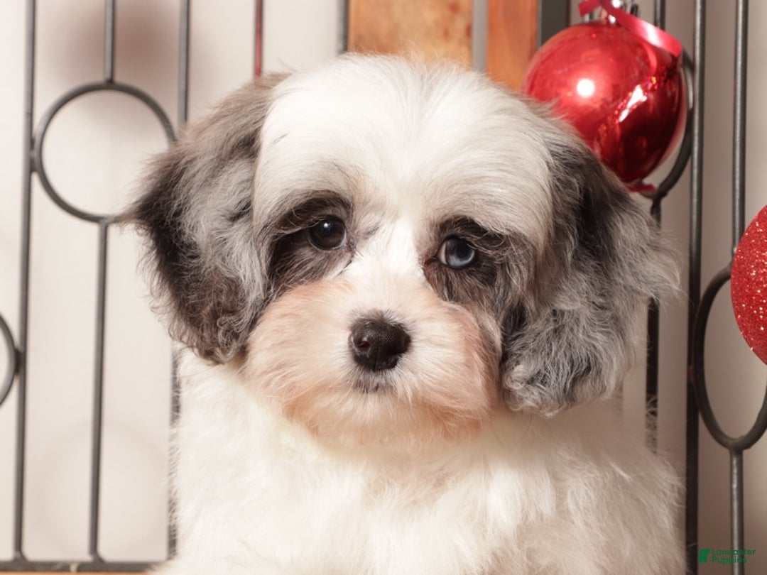 Shihpoo dogs for sale: Sugar - Ad 3