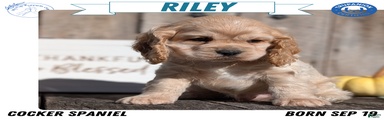 Riley