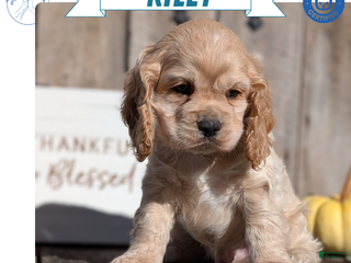 Cocker Spaniel dogs - Ad 20