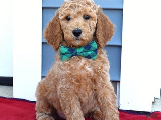 Standard Poodle dogs Moby - Ad 38