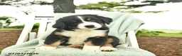 Mixed Breed dogs for sale: Rosie  - Ad 4