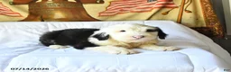 Old English Sheepdog dogs for sale: Zorro - Ad 4
