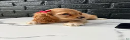 Cocker Spaniel dogs for sale: 🌸 Bambi 🌸 - Ad 4