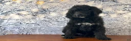 Bernedoodle dogs for sale: Bucky - Ad 2
