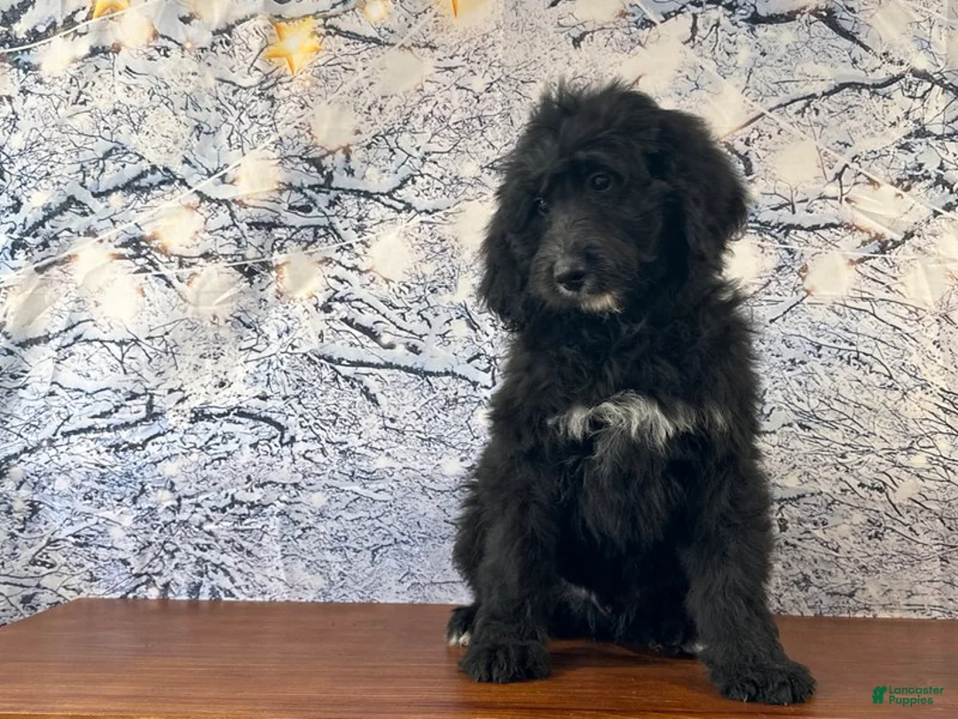 Bernedoodle dogs for sale: Bucky - Ad 2