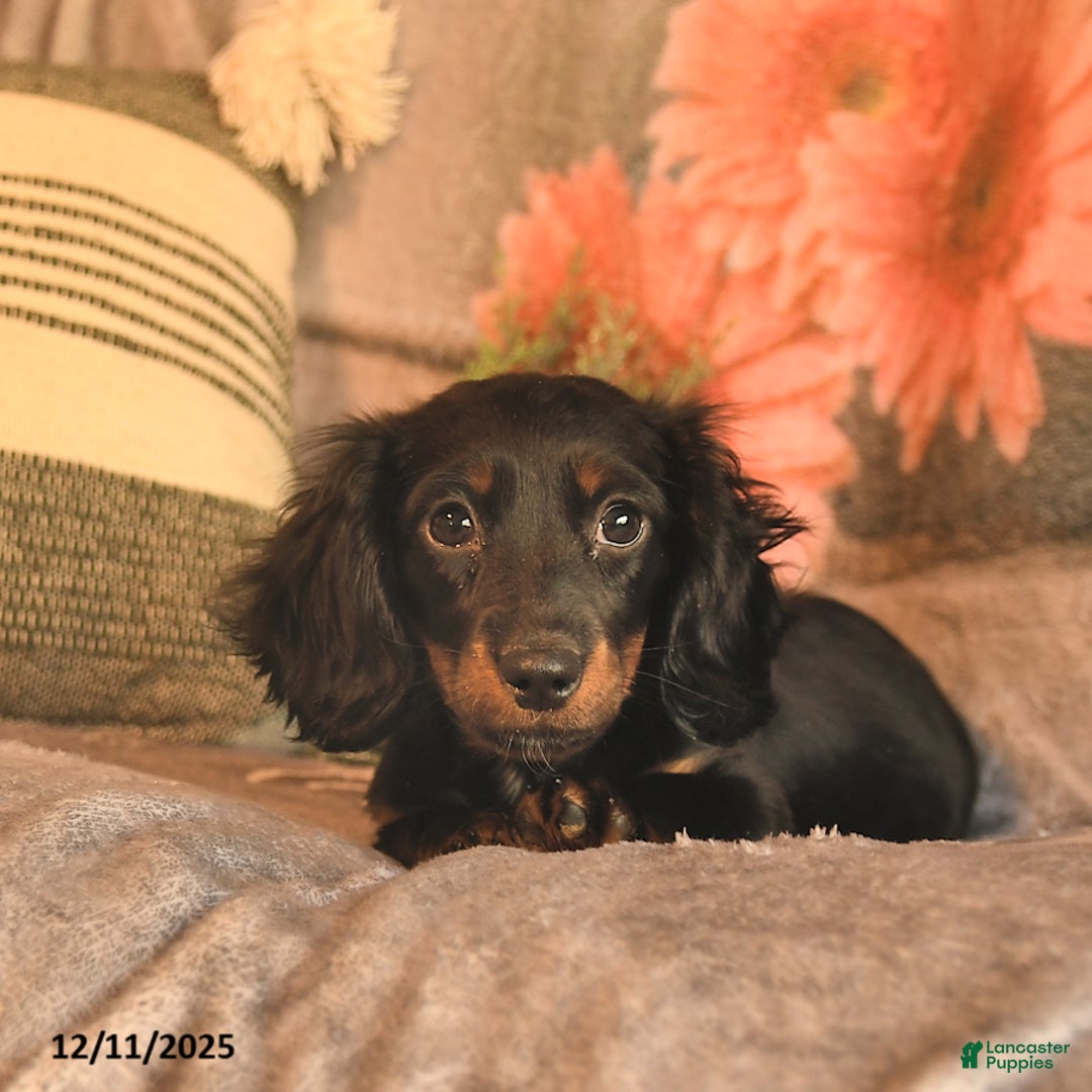 Miniature Dachshund dogs for sale: Felicity  - Ad 4