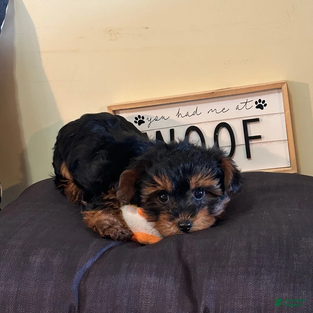 Yorkiepoo dogs for sale: Yorkiepoo Puppy Nevaeh - Ad 3