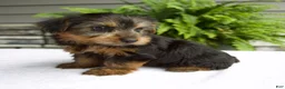 Yorkshire Terrier dogs for sale: Bella - Ad 3