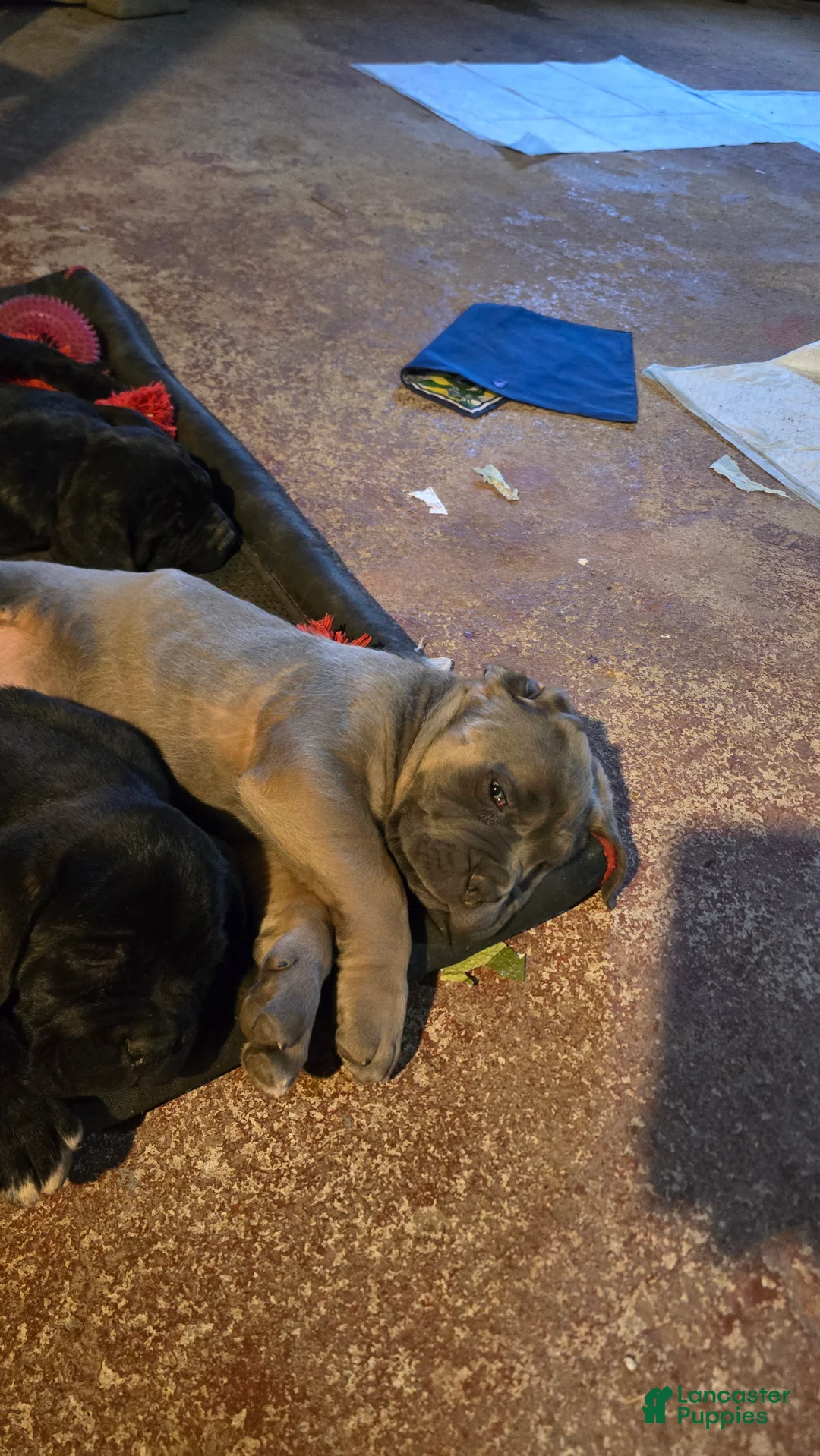 Cane Corso dogs for sale: Cane Corso Puppy 4 - Ad 1