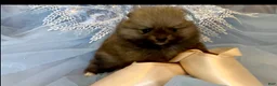 Pomeranian dogs for sale: Tiramisu - Ad 24