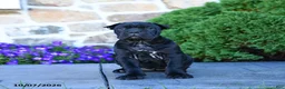 Cane Corso dogs for sale: Brooke - Ad 5