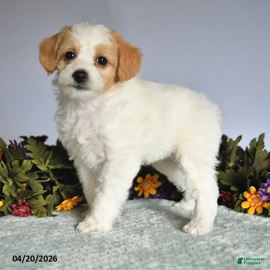 Mixed Breed dogs for sale: Pansey - Ad 2