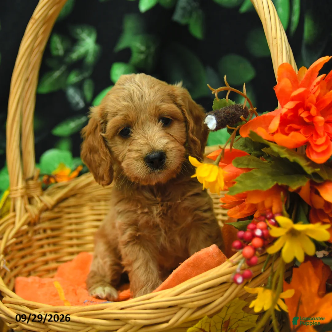 Cockapoo dogs for sale: Stella  - Ad 1
