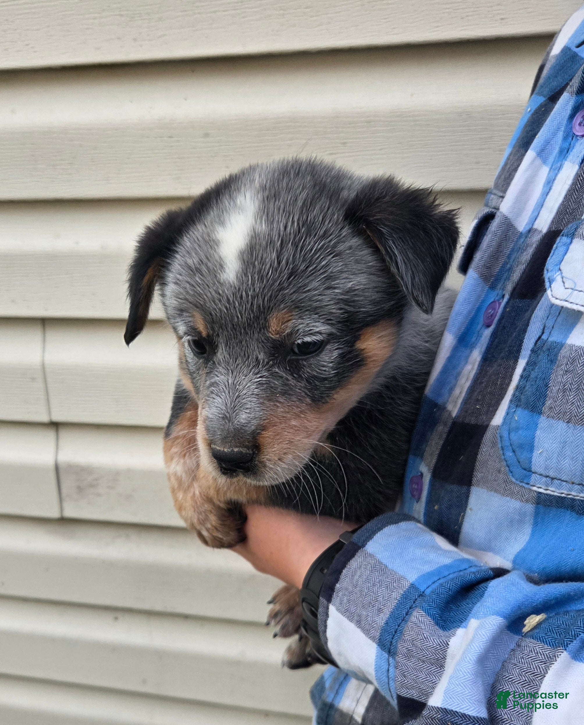 Australian Cattle Dog dogs Jax - Ad 2